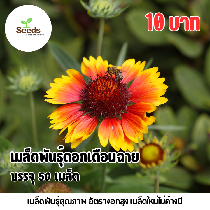 เมล็ดพันธุ์ดอกเดือนฉาย บรรจุ 50 เมล็ด