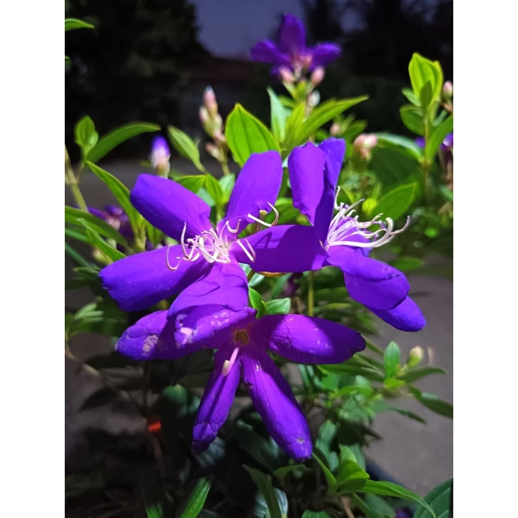 ต้นม่วงมงคล (Tibouchina urvilleana) หรือโคลงเคลงออสเตรเลีย ดอกสีม่วงเข้ม ปลูกหน้าบ้านเพื่อความเป็นสิริมงคล ความโชคดี