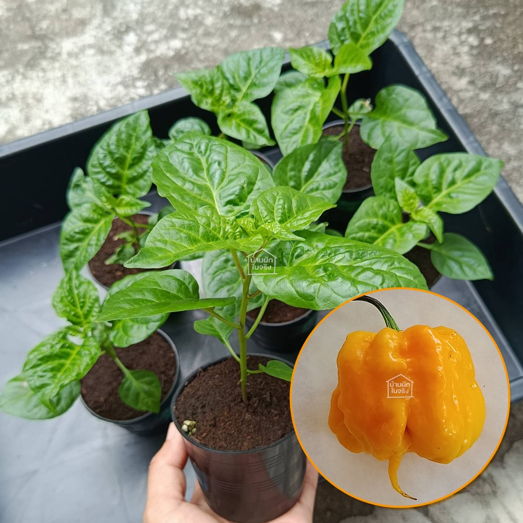 Yellow Carolina Reaper ต้นกล้าพริกแค​โรไลน่ารีพเปอร์สีเหลือง ในกระถาง3นิ้ว