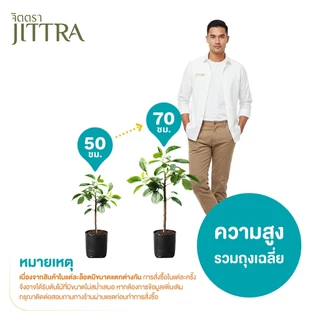 จิตตรา ต้นลองกองพันธุ์ตันหยงมัส เสียบยอดสูง 50-70 ซม. รากแน่น โตไว ให้ผลเร็ว พร้อมส่ง เคลมฟรี