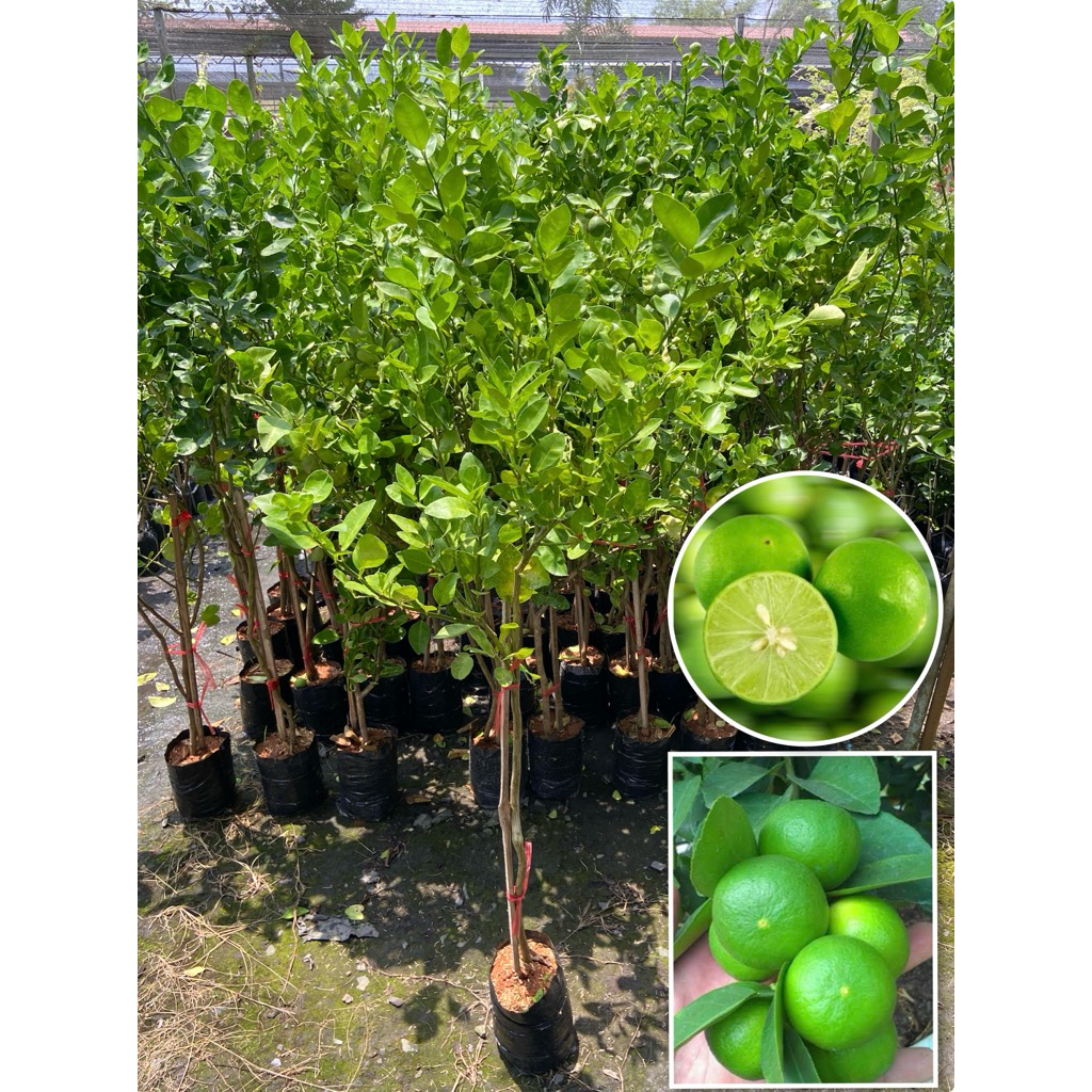 ต้นมะนาวไข่ พันธุ์โบราณ กิ่งตอน ( สูง 100-120cm) กลิ่นหอม ทนต่อโรค ให้ผลดกตลอดทั้งปี ต้นแข็งแรง พร้อมปลูก
