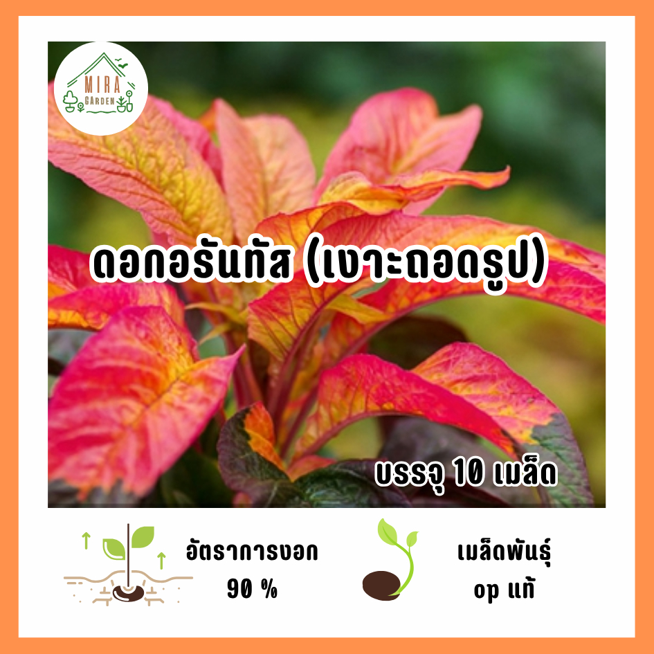 เมล็ดพันธุ์ดอกอรันทัส (เงาะถอดรูป) 10 เมล็ด