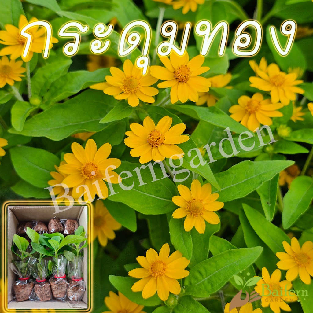 ต้นกล้าดอกกระดุมทอง ดอกไม้กินได้ ปลูกประดับสวนหน้าบ้านสวยงาม เลี้ยงง่าย