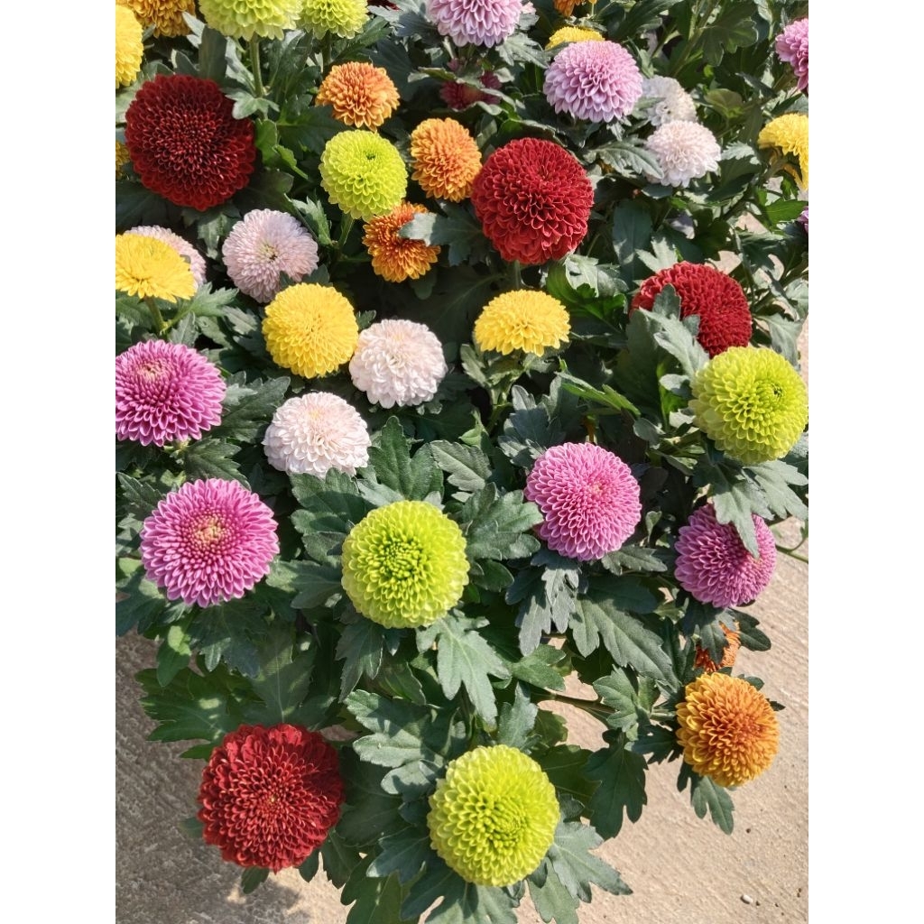 เบญจมาศปอมปอม  Chrysanthemum  morifolium เบญจมาศปิงปอง