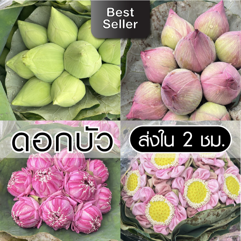 [ส่งใน 2 ชม.] ดอกบัวสด | บัวหลวง 🌿 บัวฉัตร 🌸 บัวพับ 🌺 (ดอกตูม/ดอกพับ) *** Big/Medium (10ดอก/กำ) *Small Size* (19 ดอก/กำ)