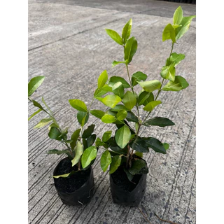ต้นเชอร์รี่ไทย เป็นไม้พุ่มขนาดกลาง Patsorntree