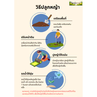 หญ้าญี่ปุ่น 1 แผ่น ขนาด 50x100 ซม./แผ่น สด หญ้าปูสนาม หญ้าจริง หญ้าญี่ปุ่น
