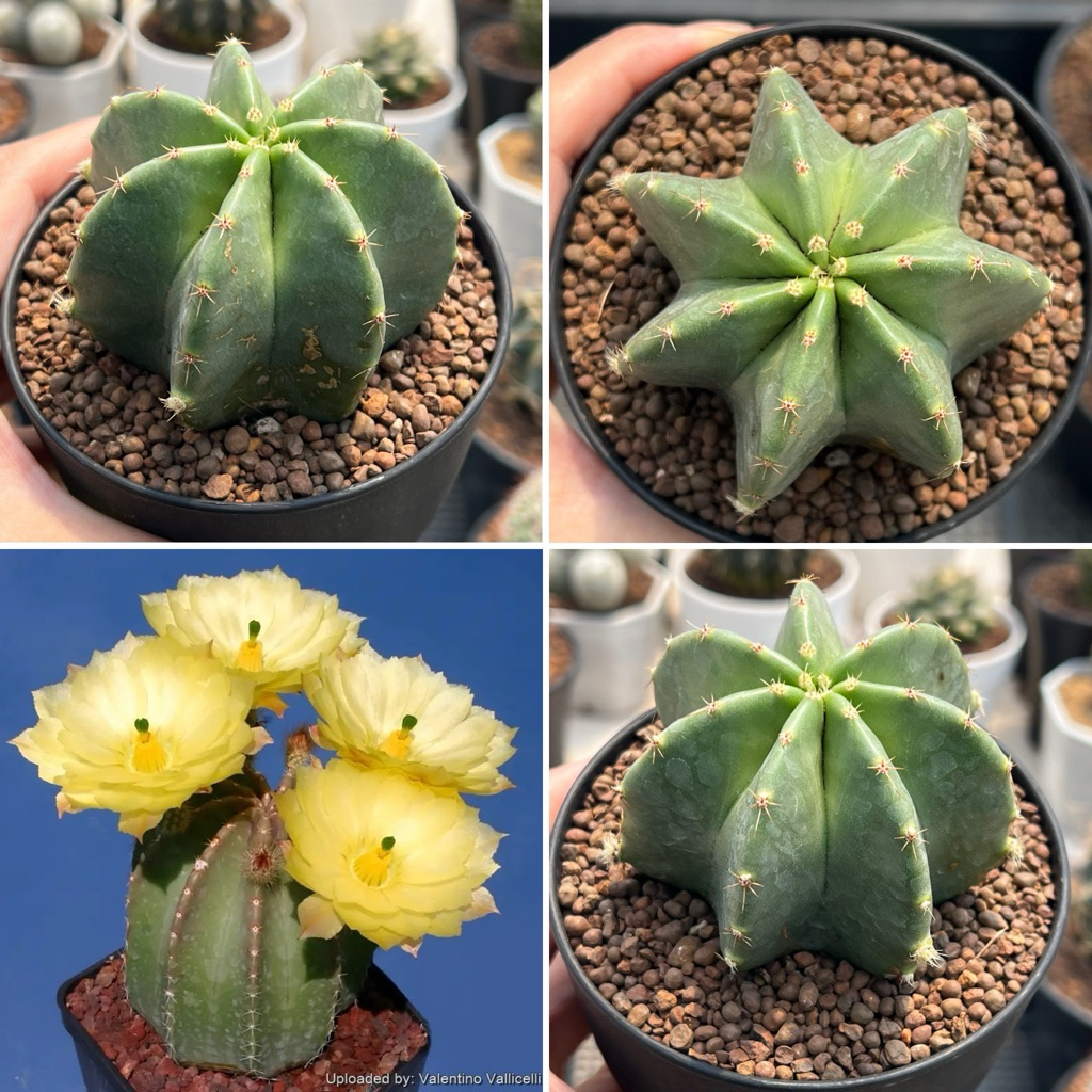 Echinocereus sininermos เรนโบว์เขียว แคคตัส กระบองเพชร