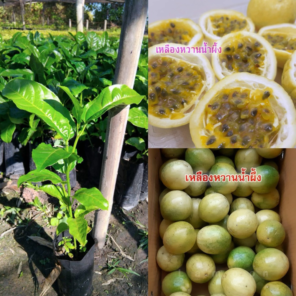 ต้นเสาวรส พันธุ์สีเหลืองน้ำผึ้ง ชุด3ต้น