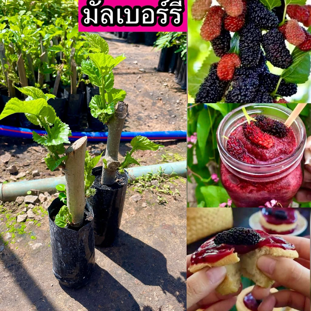 ต้นมัลเบอรี่ หรือ ต้นหม่อนดำออสตุรกี 1แถม1