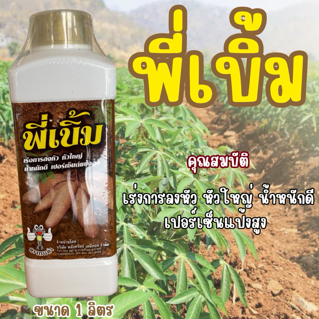 พี่เบิ้ม (ขนาด 1 ลิตร)เร่งการลงหัว หัวใหญ่ น้ำหนักดี เปอร์เซ็นแป้งสูง