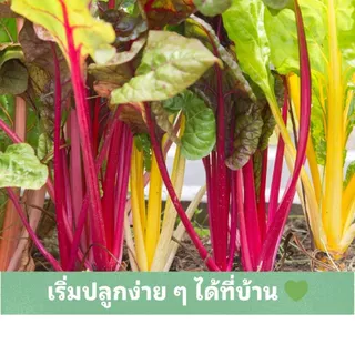 เมล็ดพันธุ์ Swiss Chard Rainbow Mix | สวิสชาร์ด เรนโบว์มิกซ์ | ผักสลัดสีรุ้ง ปลูกง่าย โตเร็ว สำหรับปลูกในกระถาง/แปลงผัก