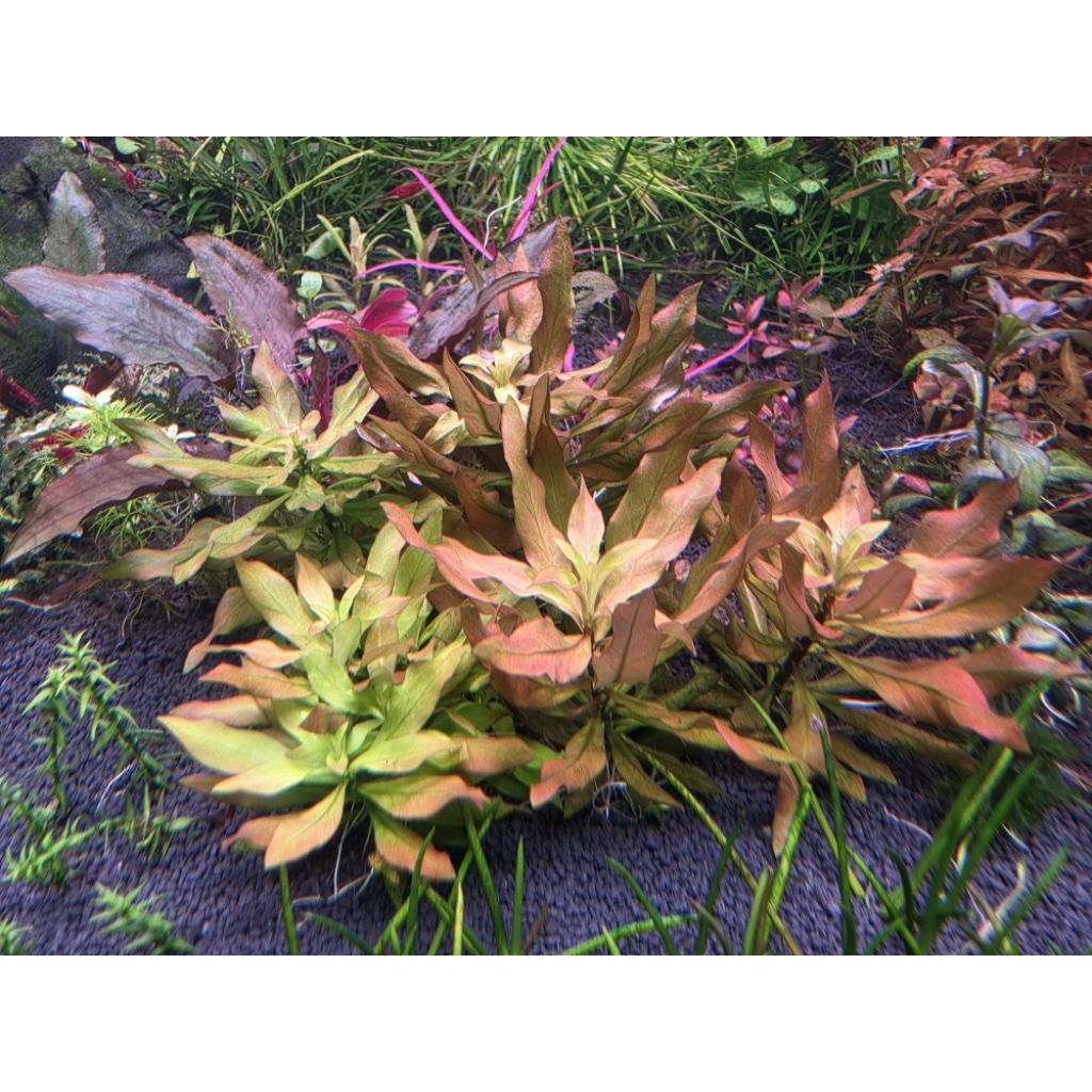 ปิโลซ่า​ ใบแหลม Ludwigia polycarpa