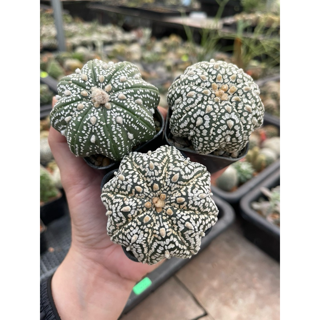 แอสโตรไฟตัม แอสทีเรียส ปลาดาว Astrophytum Asterias Star Shape