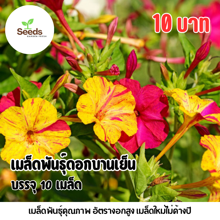 เมล็ดพันธุ์บานเย็น บรรจุ 10 เมล็ด