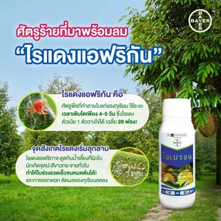 โอเบรอน สไปโรมีซิเฟน 100cc ป้องกันกำจัดไรแดงแอฟริกัน กำจัดไรขาว