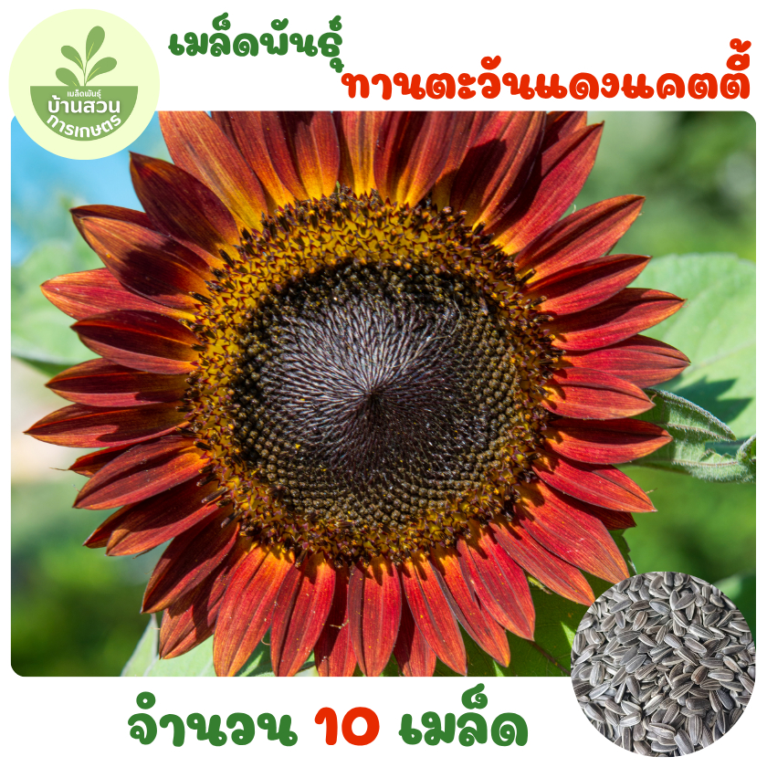 เมล็ดพันธุ์ทานตะวันแดงแคตตี้ 10 เมล็ด