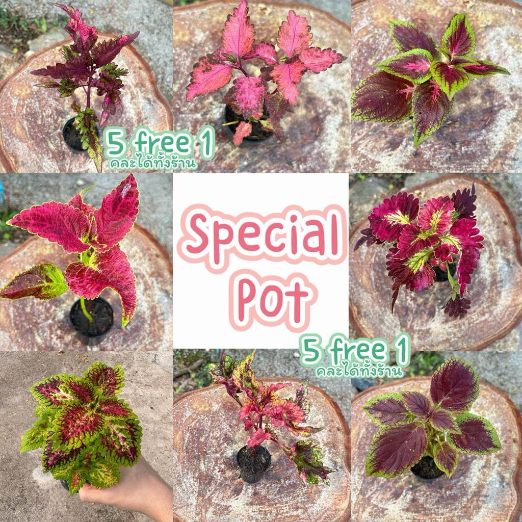 ❇️ new ‼️ (group 2) special (สั่งขั้นต่ำ 2 กระถางคละได้ทั้งร้าน) 🌷 สั่ง 5 แถม 1 ต้นฤษีผสมพร้อมส่ง บ้านและสวน ปลูกง่าย 💓