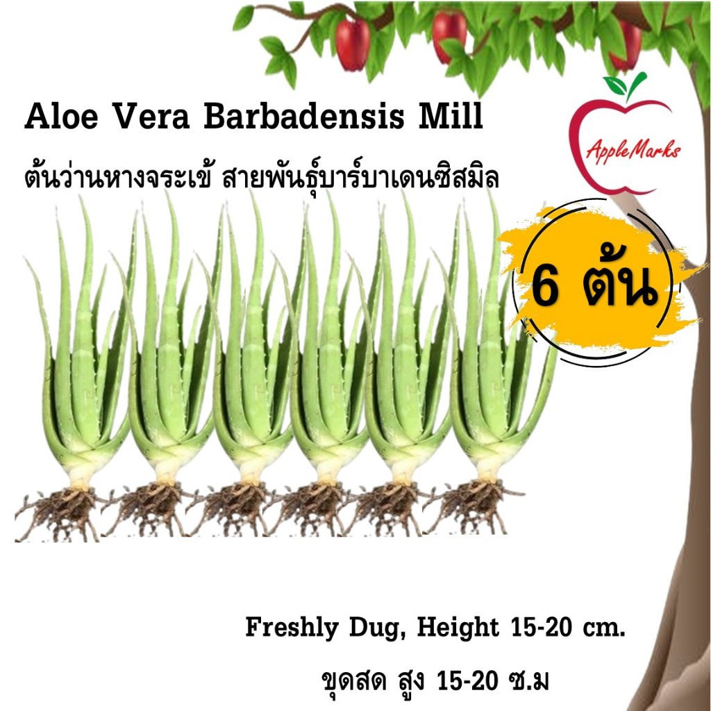Aloe Vera Barbadensis Mill ต้นว่านหางจระเข้ สายพันธุ์บาร์บาเดนซิสมิล ชุด 6 ต้น ขุดสด สูง 15-20 ซ.ม