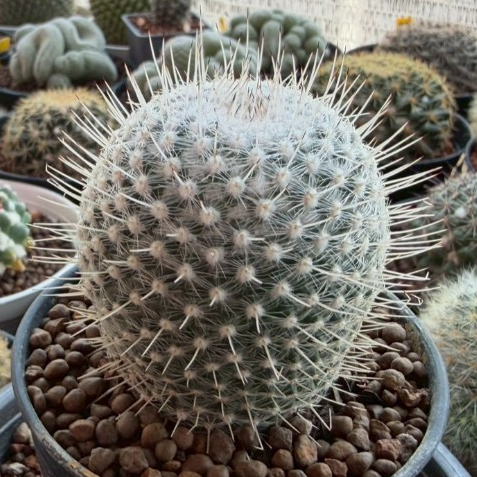 Mammillaria Geminispina แมมหนามเม่นไม้เมล็ด กระถาง 3 นิ้ว ราคา ถูกที่สุด ดีลบีเคเค แกลเลอรีภาพที่ 2