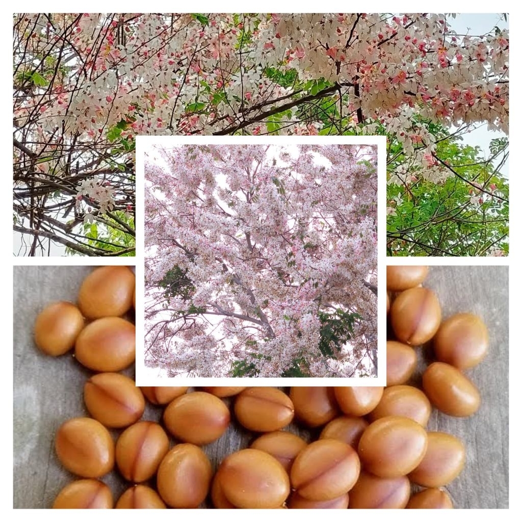 เมล็ดพันธุ์กัลปพฤกษ์30เมล็ด39บาท ซื้อ2เเถม1