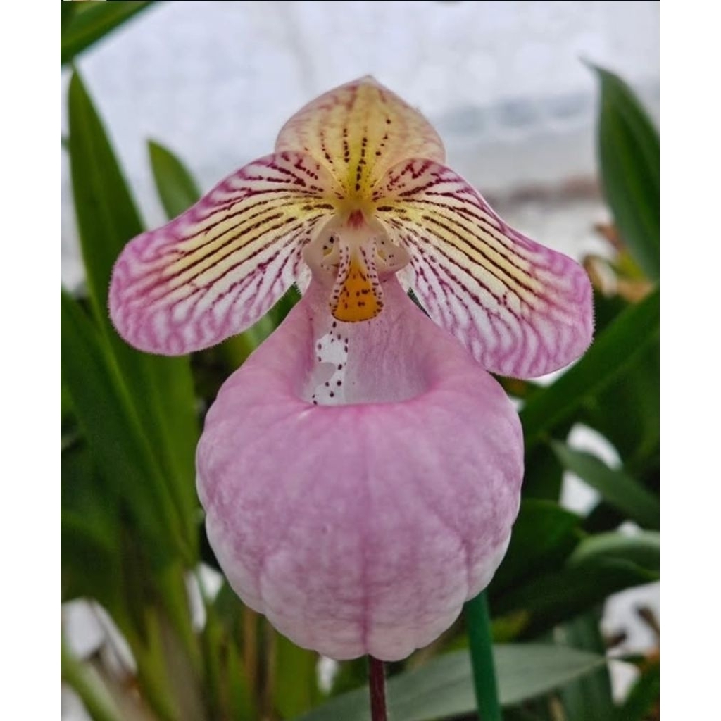 รองเท้านารี ไมเครนตั้ม Paphiopedilum micranthum กระเป๋าชมพูน่ารักน่าสะสม/Slippers orchids
