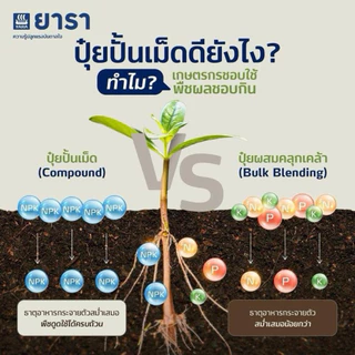 ปุ๋ย16-16-16 ยารามีร่า *แบ่งขาย 10โล* ปุ๋ยสูตรเสมอ ใช้ได้กับพืชทุกช่วงทุกชนิด