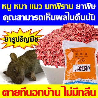 🔥ยาฆ่าหนู หนูชอบมาก ตายแห้ง เหยื่อกำจัดหนู ตายแห้ง ไม่เหม็น 100%ได้ผล ใช้ได้ในบ้านและรอบบ้าน ยาเบื่อ