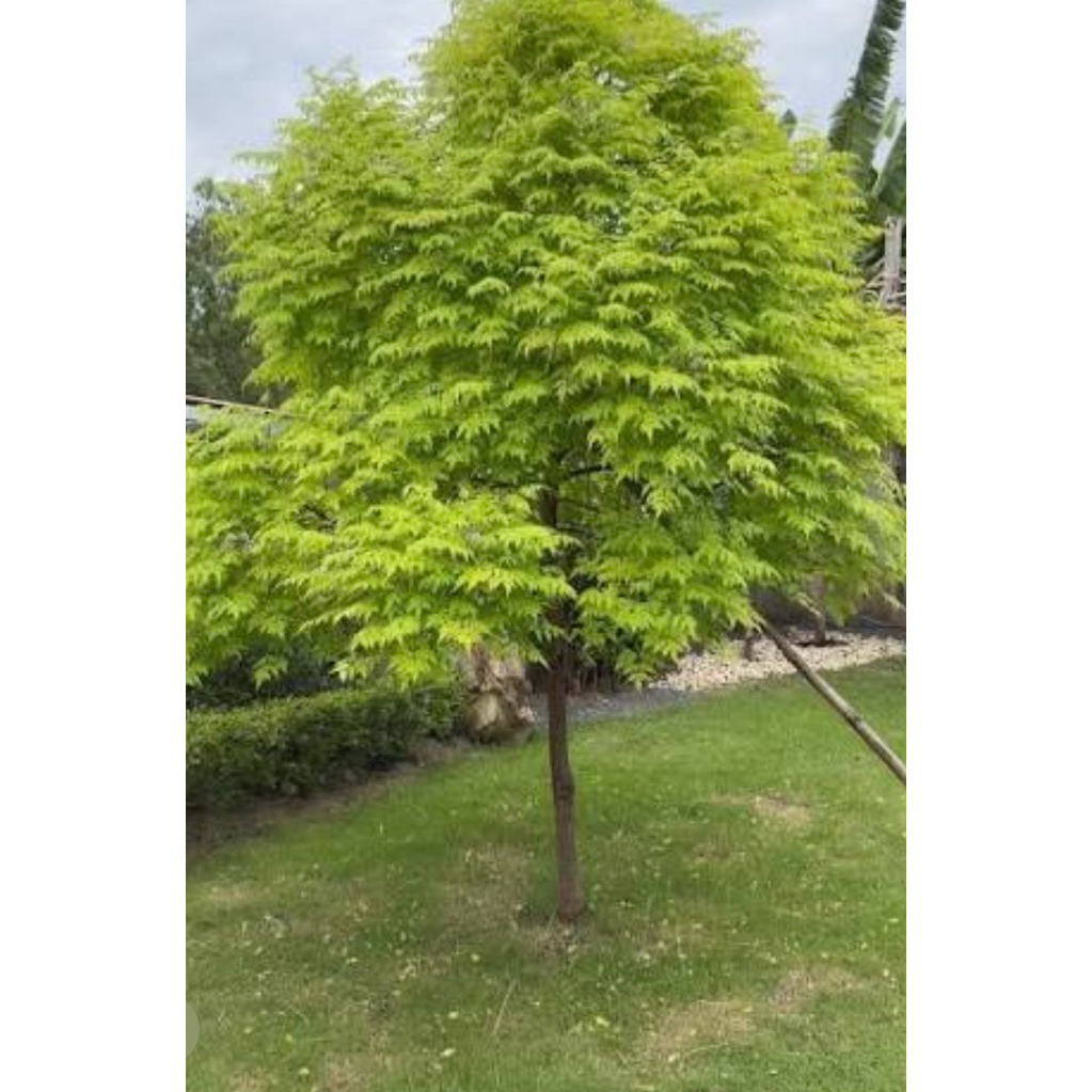 เกษมณีสีทองรุ่นใหม่ต้นสูง80-120ซม.เพาะเมล็ดกดได้เยอะสุด2ต้นเลี้ยงให้แล้ว1-2ด.ต้นแข็งแรงถุง7"/คำสั่งซื้ออ่านราบละเอียด