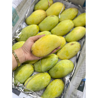 มะม่วงอกร่องโบราณ เบอร์กลาง5-6ลูก/โลดำเนิน-บ้านแพ้ว จากสวนอร…