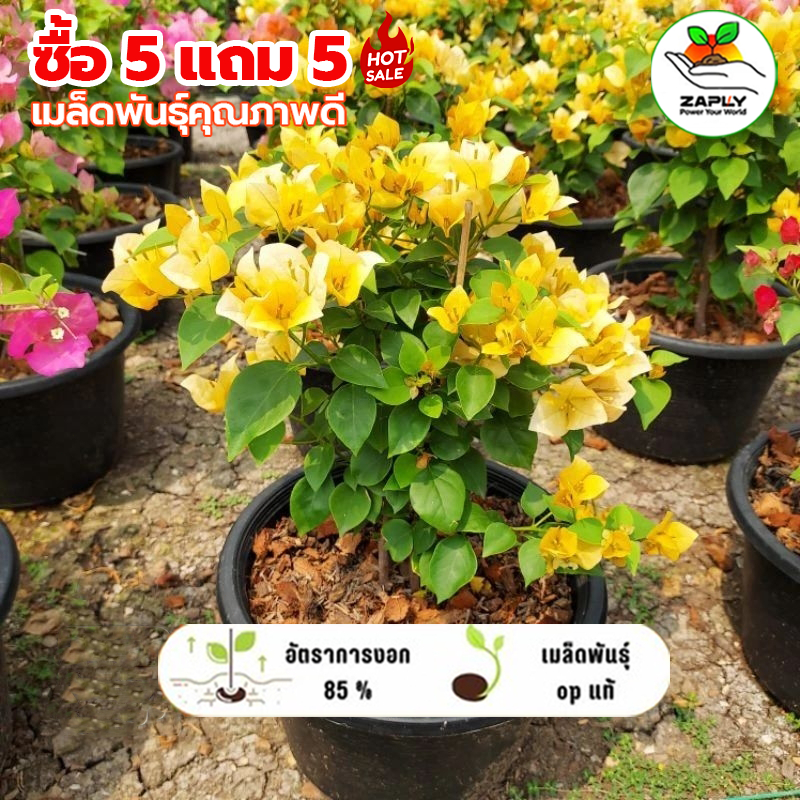 【ซื้อ 5 แถม 5 ฟรี】100 เมล็ด ดอกเฟื่องฟ้า คละสี ไม้เลื้อยดอกไม้สวยงาม สำหรับระเบียงและสวน