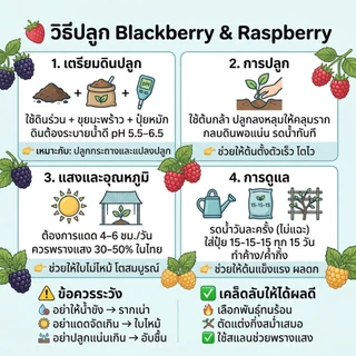 เมล็ดพันธุ์เบอร์รี่ 3 สายพันธุ์ berry แบล็คเบอร์รี่ แดง เหลือง 20-50 เมล็ด อินทรีย์ออแกนิค ปลูกง่าย โตไว ซื้อ 10 แถม 1