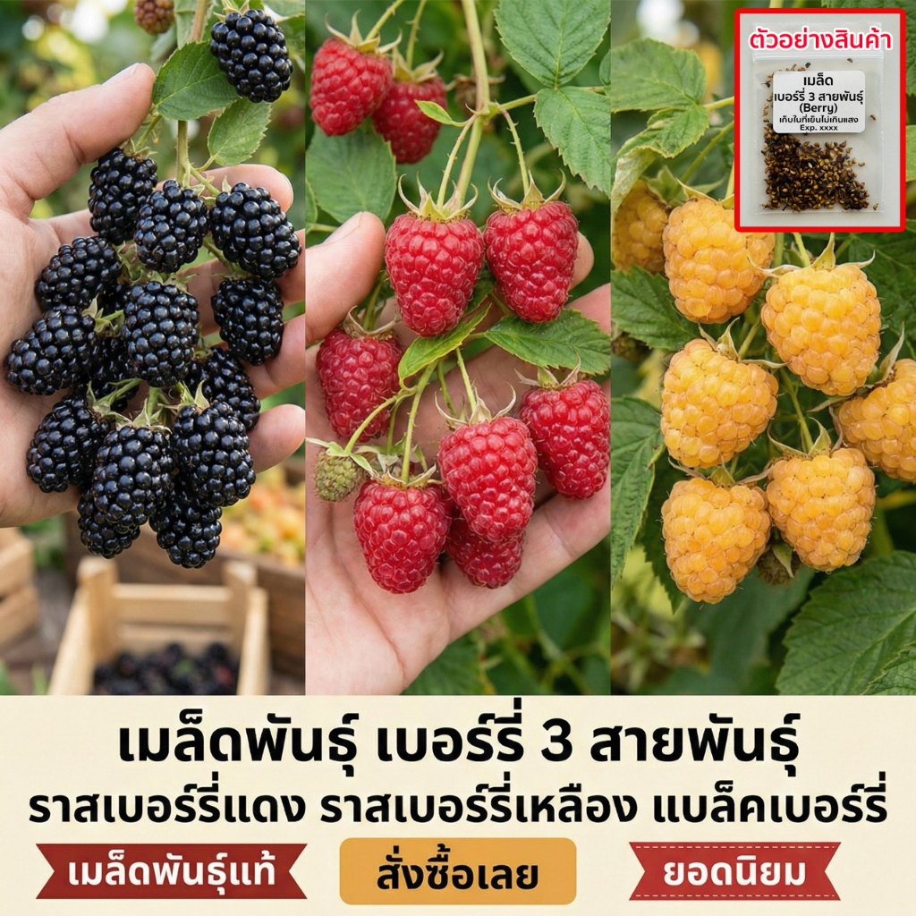 เมล็ดพันธุ์เบอร์รี่ 3 สายพันธุ์ berry แบล็คเบอร์รี่ แดง เหลือง 20-50 เมล็ด โตไว ผลดก (ซื้อ 10 แถม 1 )