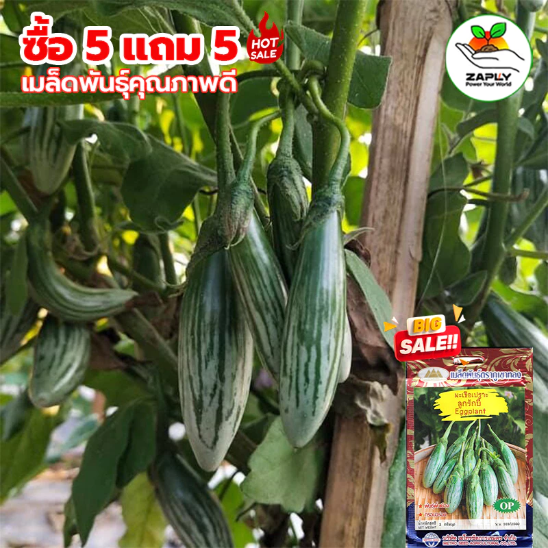 【ซื้อ 5 แถม 5 ฟรี】เมล็ดพันธุ์มะเขือเปราะกลมลายมรกตไทย มะเขือนิ้ว มะเขือคำเดียวเล็กสไตล์ไทย