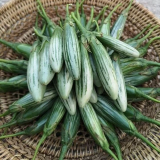 【ซื้อ 5 แถม 5 ฟรี】เมล็ดพันธุ์มะเขือเปราะกลมลายมรกตไทย มะเขือนิ้ว มะเขือคำเดียวเล็กสไตล์ไทย
