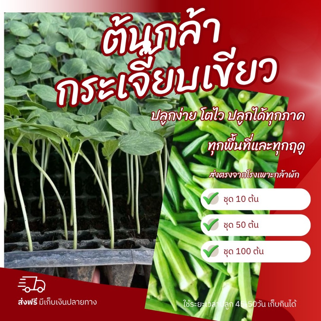 ต้นกล้ากระเจี๊ยบเขียว
