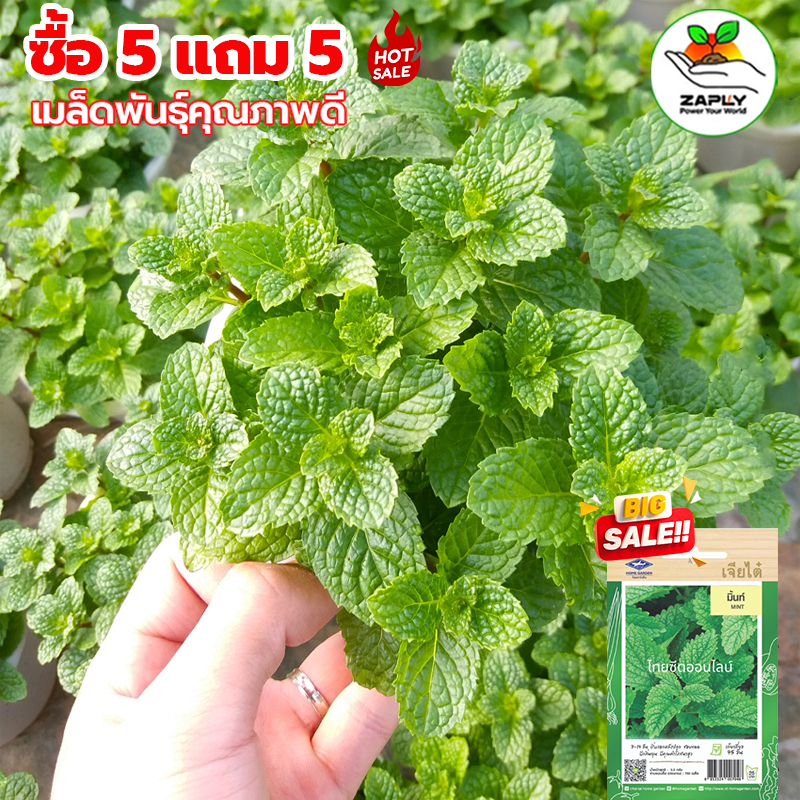 เมล็ดพันธุ์ มิ้นญี่ปุ่น สเปียร์มินต์ มิ้นท์ญี่ปุ่น (Japanese mint ) ตัวเลือก 200 เมล็ด [10 แถม 1 คละได้]