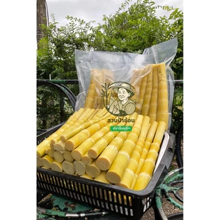 ☘️หน่อไม้ไผ่หวานสดต้มสุก(หน่อกลางคละเล็ก) 500g-1 kg พร้อมทาน แพคสูญญากาศ (1kgมีไม่ต่ำกว่า10หน่อ)