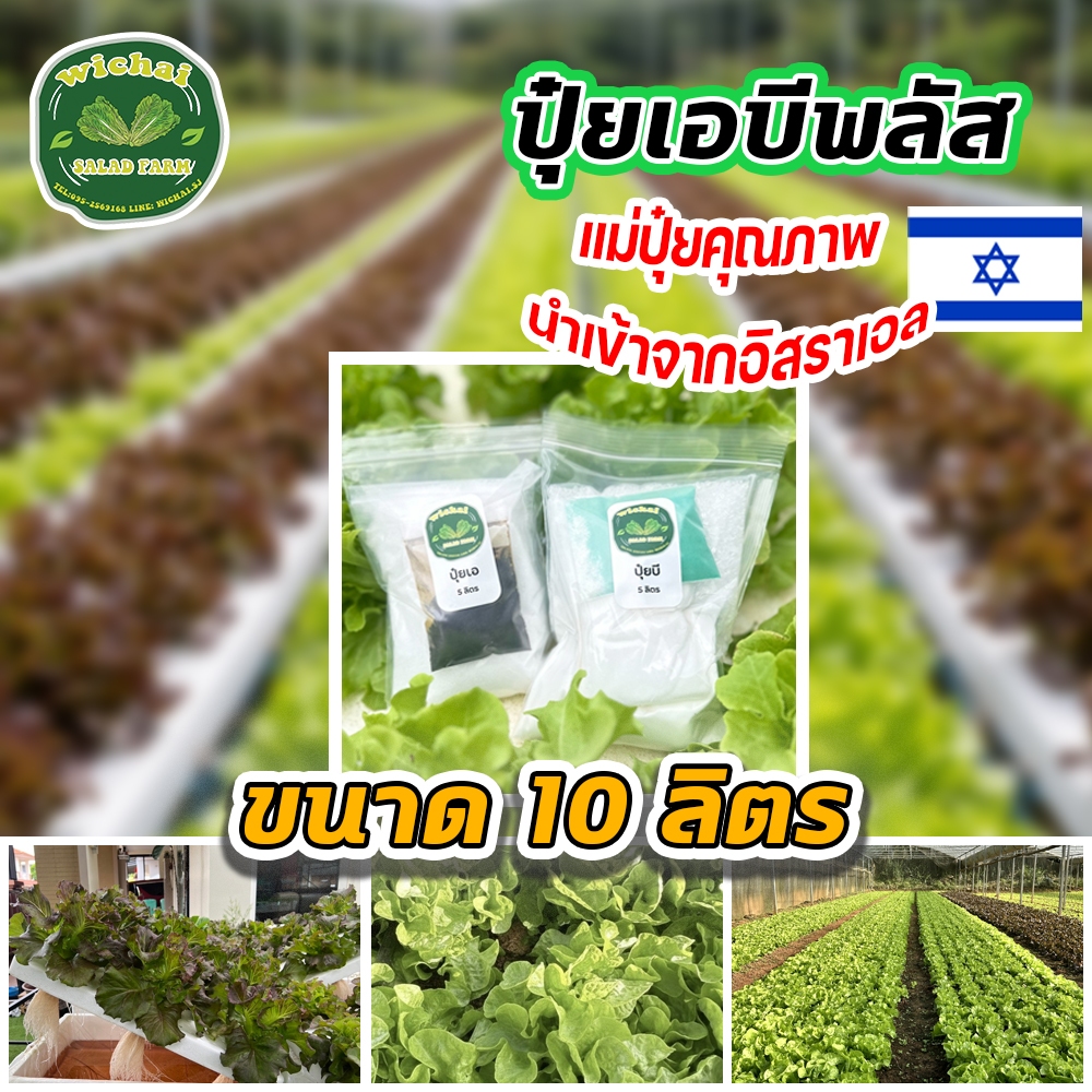 ปุ๋ยเอบี พลัส 10 ลิตร ได้ทั้งเอและบี สำหรับปลูกผักสลัด ผักไทย พืชไร่ ผักผลไม้