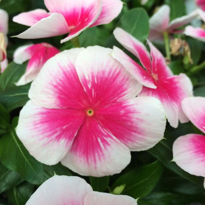 25 เมล็ด ดอกแพงพวย แพงพวยฝรั่ง แพงพวยบก นมอิน Vinca Seeds สายพันธุ์ เนอร์วานา แคสเคด พิงค์ สแปลช