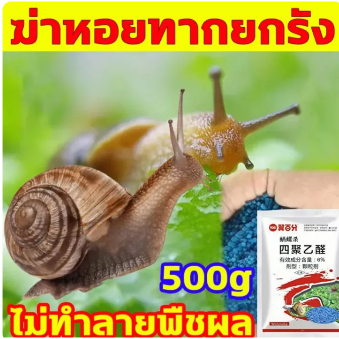 เมทัลดีไฮด์ 6% กำจัดหอยทากทุกชนิด พืชผักปลอดภัย วางครั้งเดียวอยู่ได้นาน