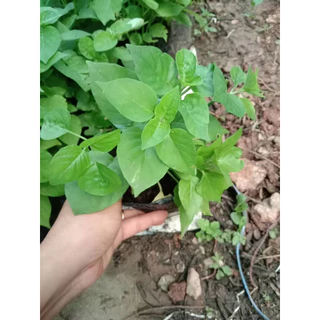 🌿🔥 ต้นอ่อมแซบป่า สั่ง 5 แถม 1