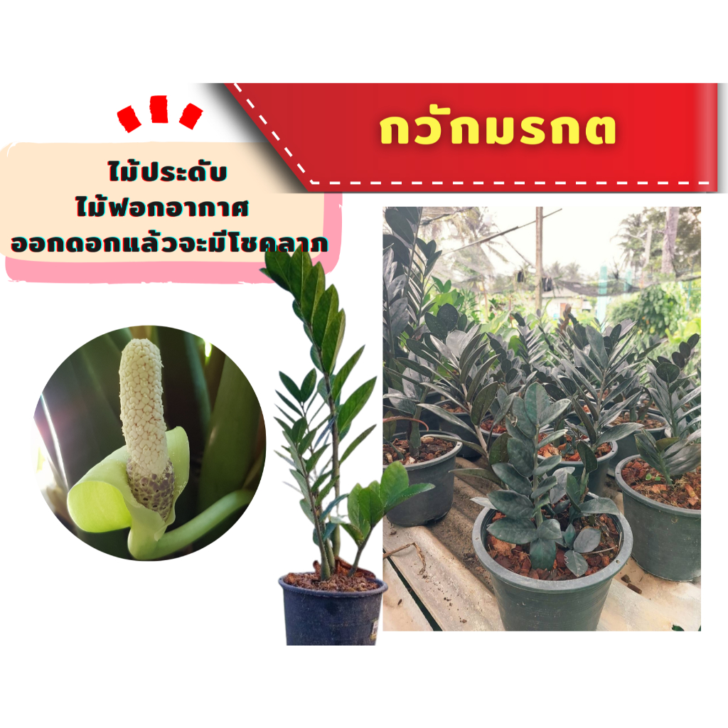 ไม้ฟอกอากาศ  🌿กวักมรกตเขียว กวักมรกตดำ🌿 ไม้เรียกทรัพย์ เสริมโชคลาภ เสริมสิริมงคล