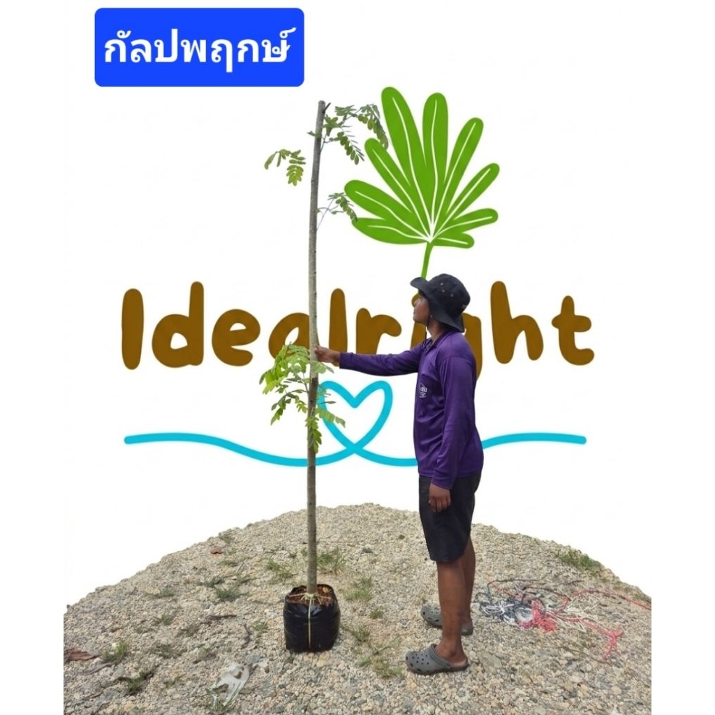 💥กดสั่งกล่องละ1ต้นเท่านั้น💥 ต้นกัลปพฤกษ์ สูง 1.8 เมตร ซากุระเมืองไทย
