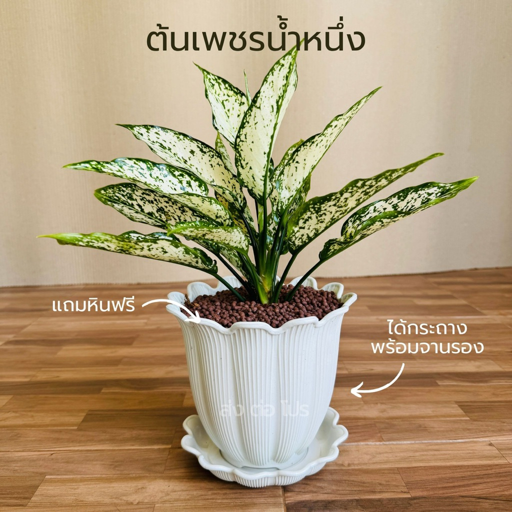 กระถางพร้อมจานรอง 6 นิ้ว พร้อมต้นเพชรน้ำหนึ่ง หินดินเผา