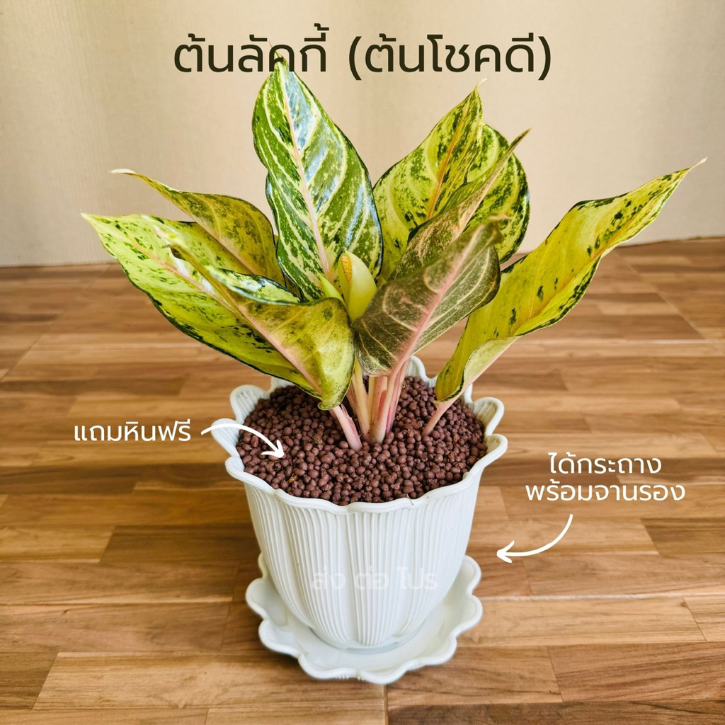 กระถางพร้อมจานรอง 6 นิ้ว พร้อมต้นลัคกี้(ต้นโชคดี) หินดินเผา