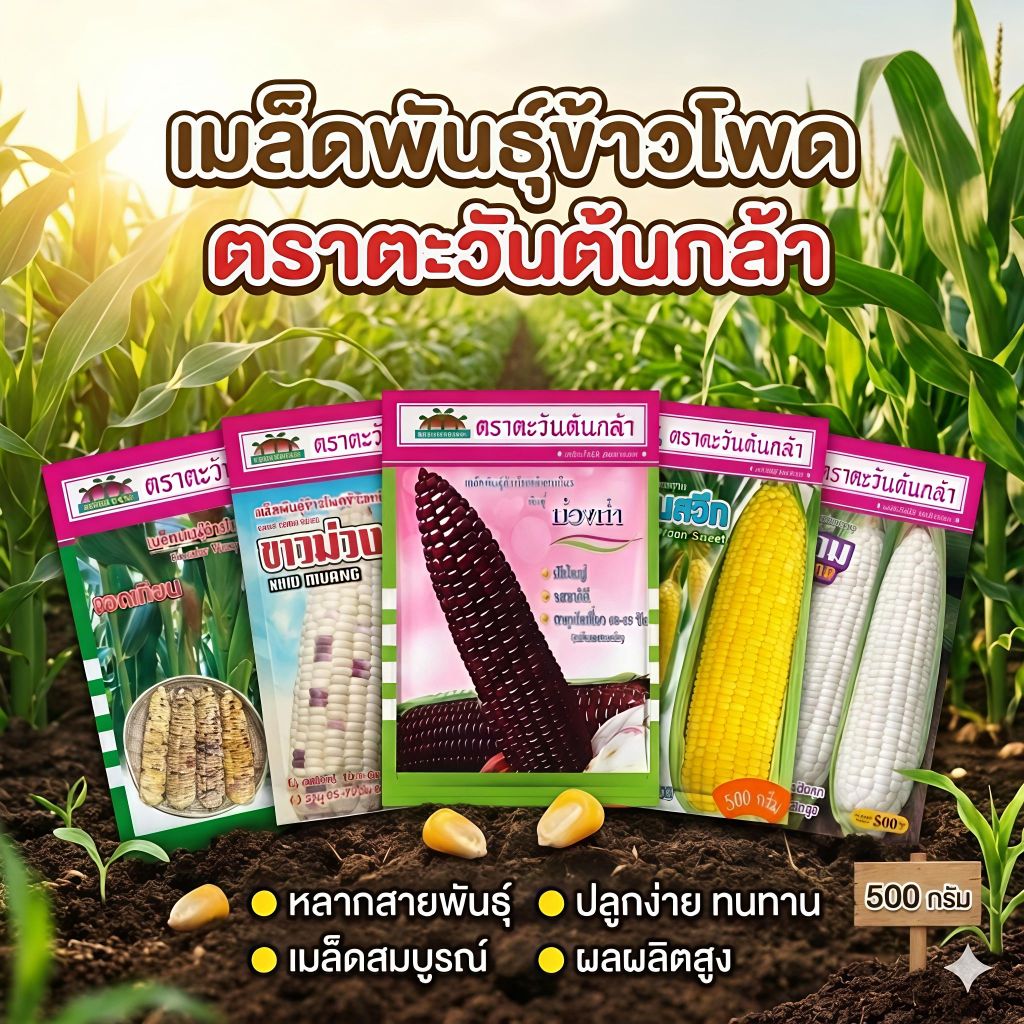 เมล็ดพันธุ์ข้าวโพด ตราตะวันต้นกล้า ขนาด500กรัม เมล็ดข้าวโพด เมล็ดพันธุ์ข้าวโพดหวาน เมล็ดพันธุ์