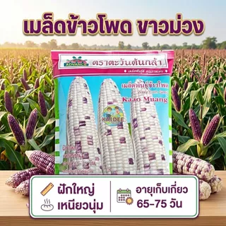 เมล็ดข้าวโพดขาวม่วง Waxy Corn Seed ตราตะวันต้นกล้า ขนาด500กรัม เมล็ดพันธุ์ข้าวโพด เมล็ดข้าวโพด