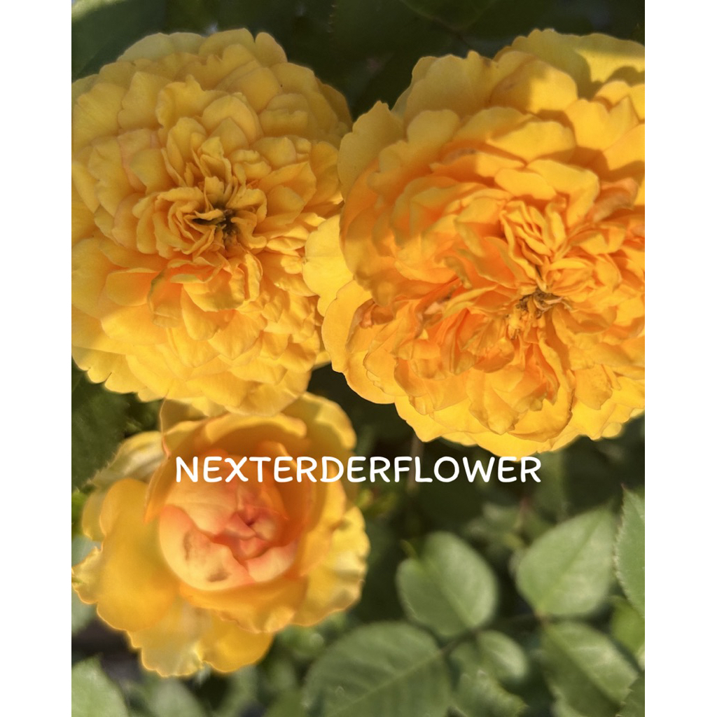กุหลาบ 🐢 หน้าเต่าเรียกอีกชื่อTurtle Rose หนึ่งในสายพันธุ์กุหลาบที่มีเอกลักษณ์ทั้งในเรื่องของสีสดสีเหลืองตัดดอก กลีบหนา