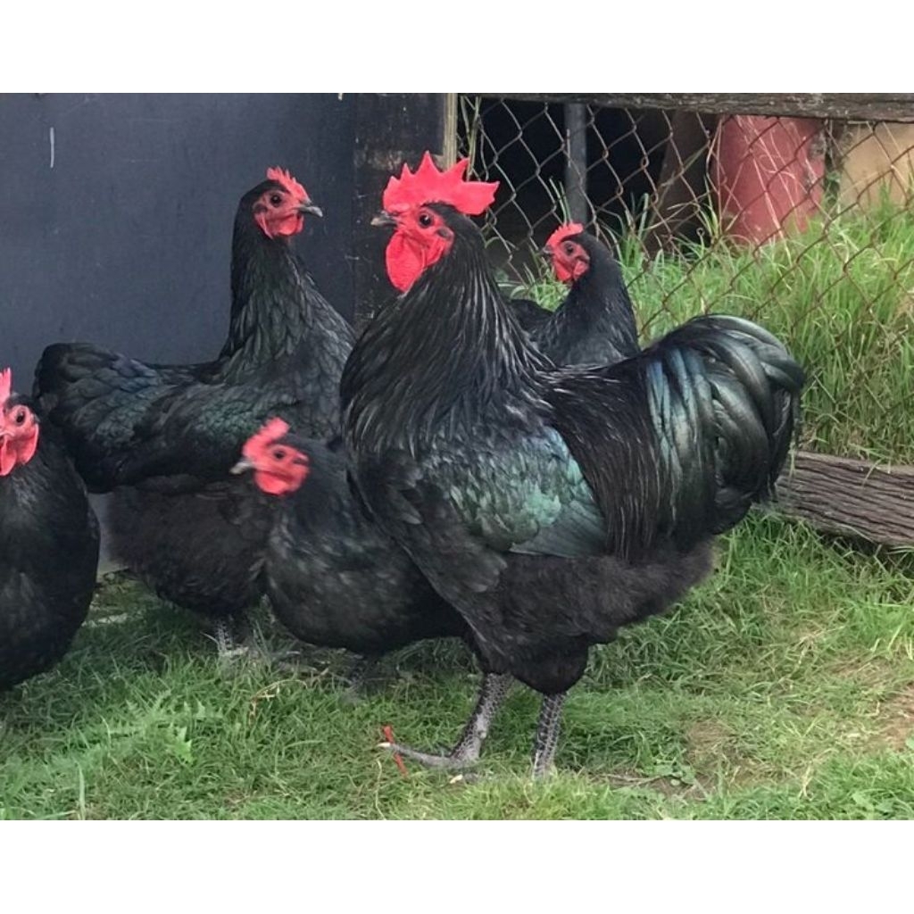 ไข่เชื้อออสตราลอป (Australorp) เป็นสายพันธุ์ไก่ไข่คุณภาพสูงจากออสเตรเลีย ประกันเชื้อ50%